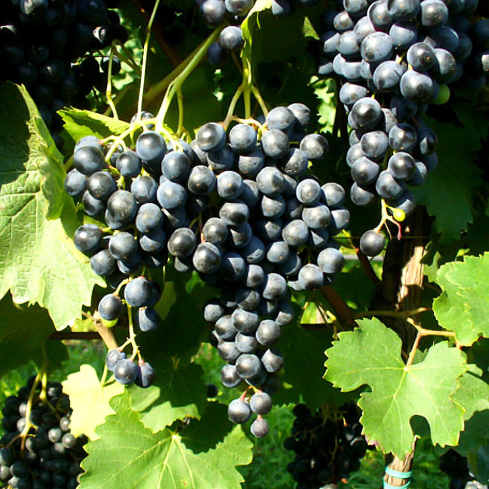 Lambrusco di Modena